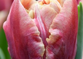Tulipa Verona Sunrise ® (4)
